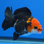 Thai Oranda Tri-Color Godzilla style 2.75" Body Female (FEB-741)R2B01