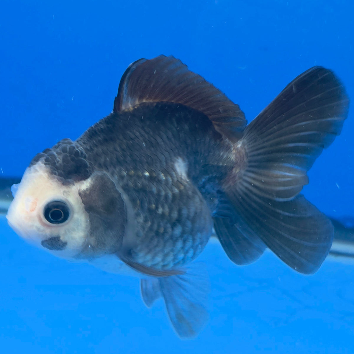 Thai Oranda Lemonhead Panda 3.25” Female(FEB-891)R2B11
