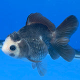 Thai Oranda Lemonhead Panda 3.25” Female(FEB-891)R2B11