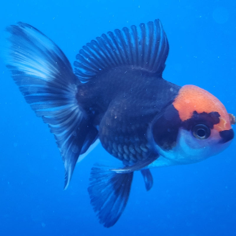 Thai Oranda Tri-Color 2.5 F (FEB-193)R3A06