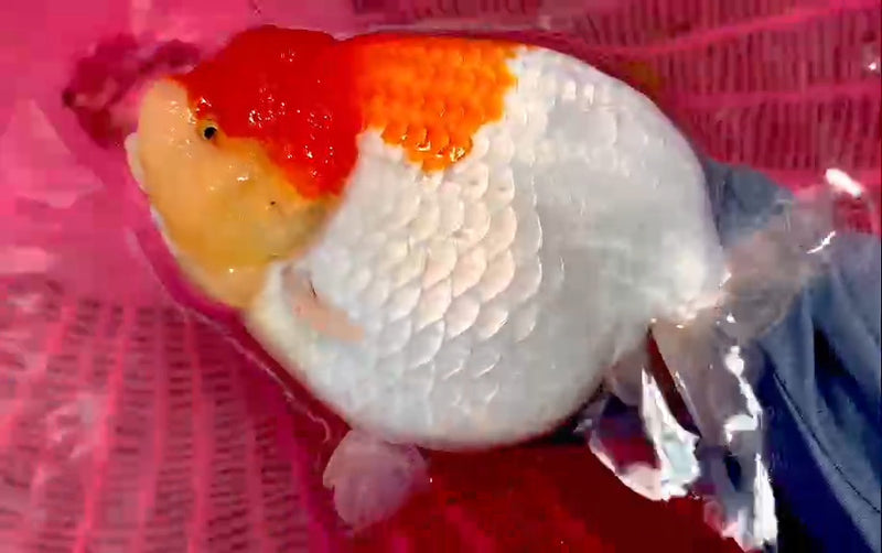 Thai Super Jumbo Red/White Ranchu 5.50 inch Body (QGF-JO1186)