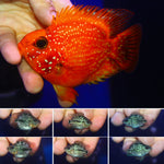 SHORT BODY SUPER RED TEXAS x CRYSTAL RED PARROT FRY 1.00"