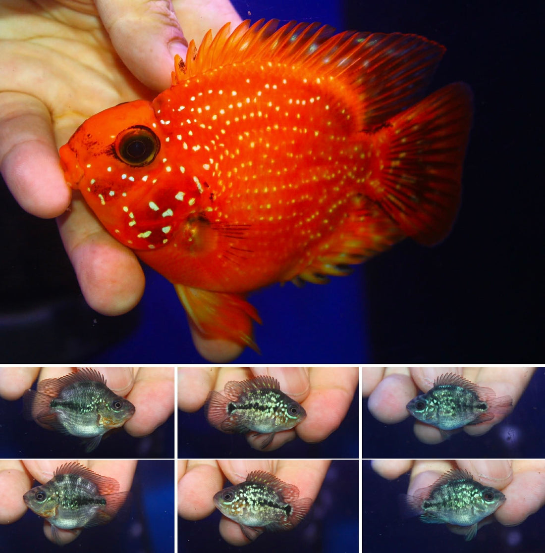 SHORT BODY SUPER RED TEXAS x CRYSTAL RED PARROT FRY 1.00"