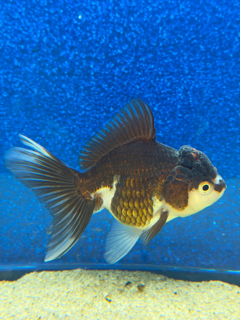 Thai Oranda Panda 2.5in Female (FEB-476)R3A13