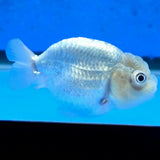Thai Ranchu Silver 2.30" Body Female (FEB-874)R2B06