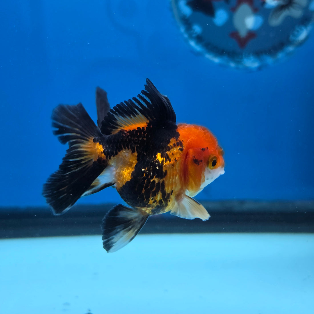 Thai Oranda Apache body breed 2.5" Body Female 6mths(FEB-565)R3B22