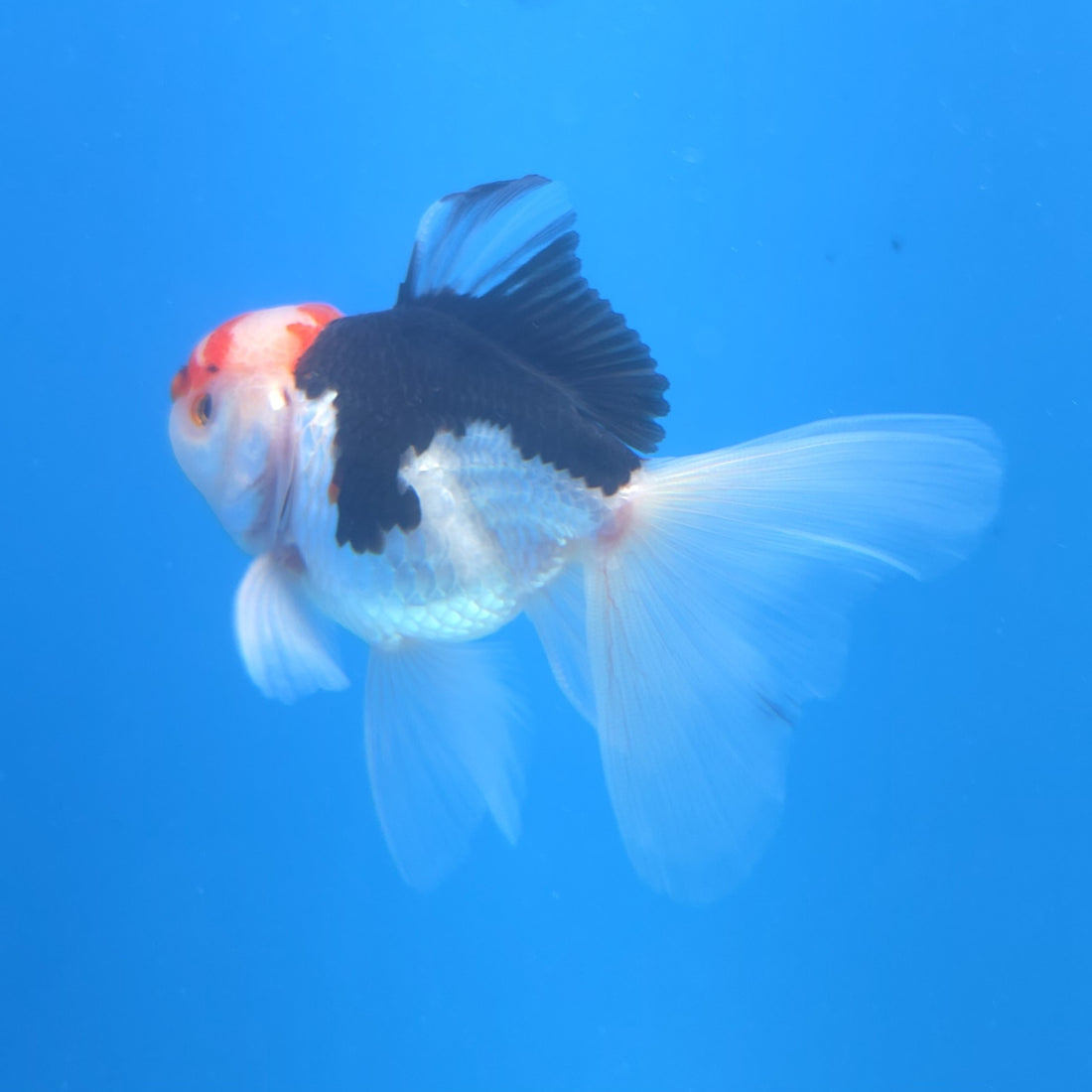 Thai Oranda Tri-Color 2.5” Male(FEB-668)R3B03