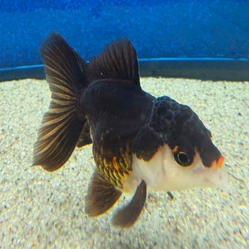 Thai Oranda Panda 2.5in Female (FEB-472)R3A13
