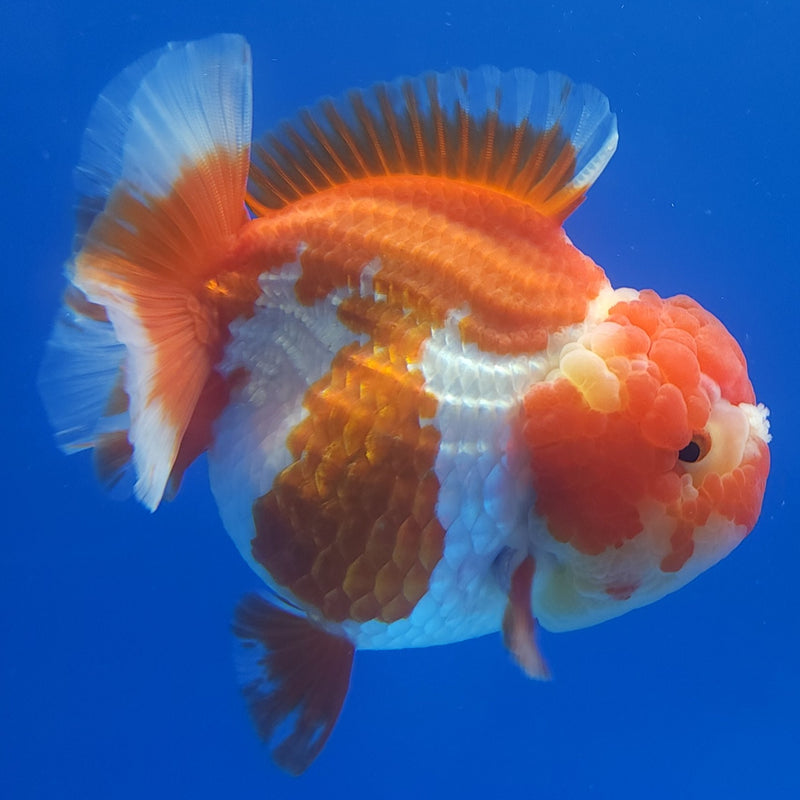 Thai Jumbo Oranda Red & White 4in Female (FEB-236)BLUETUB1