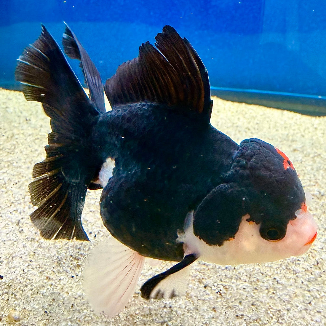 Thai Oranda Panda Female 3.5in (FEB-507)R2B18