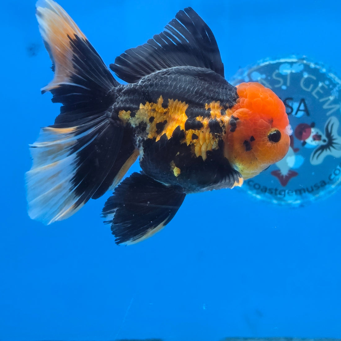 Thai Oranda Apache 4" Body male 9mths(FEB-575)R2A02