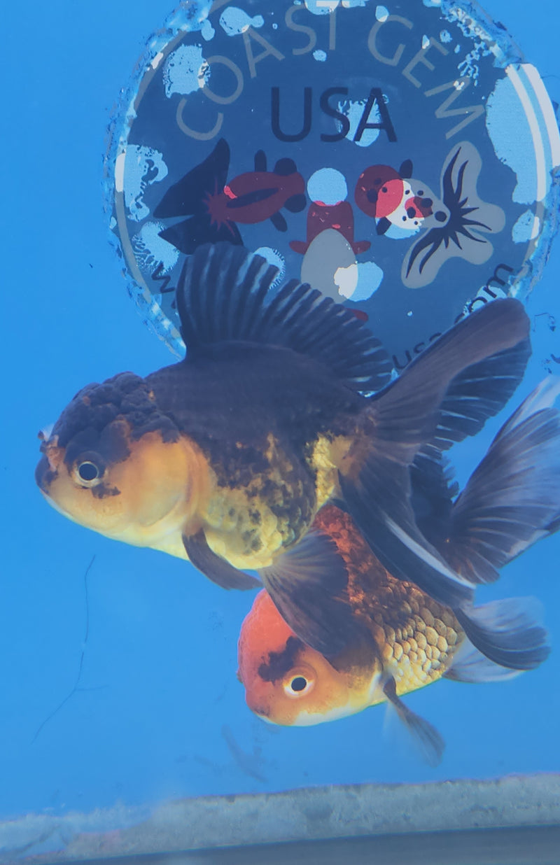 Thai Oranda Copper Panda 2.5 F (FEB-176)R3A07
