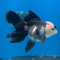 Thai Oranda Lemonhead Panda Silver 2.5” Female(FEB-683)R3B01