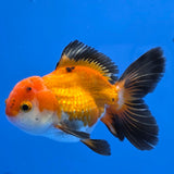 Thai Oranda Apache 2.50" Body male (FEB-746)R2B01