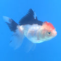 Thai Oranda Tri-Color 2.5” Male(FEB-672)R3B03