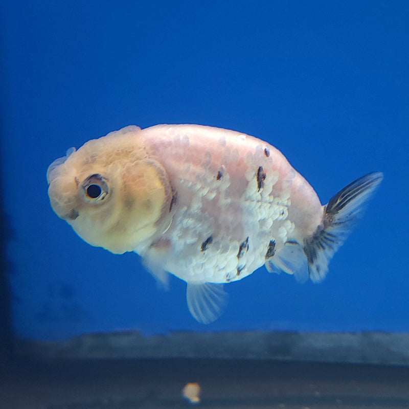 Thai Ranchu White Tiger 2in Female (FEB-335)R3B16
