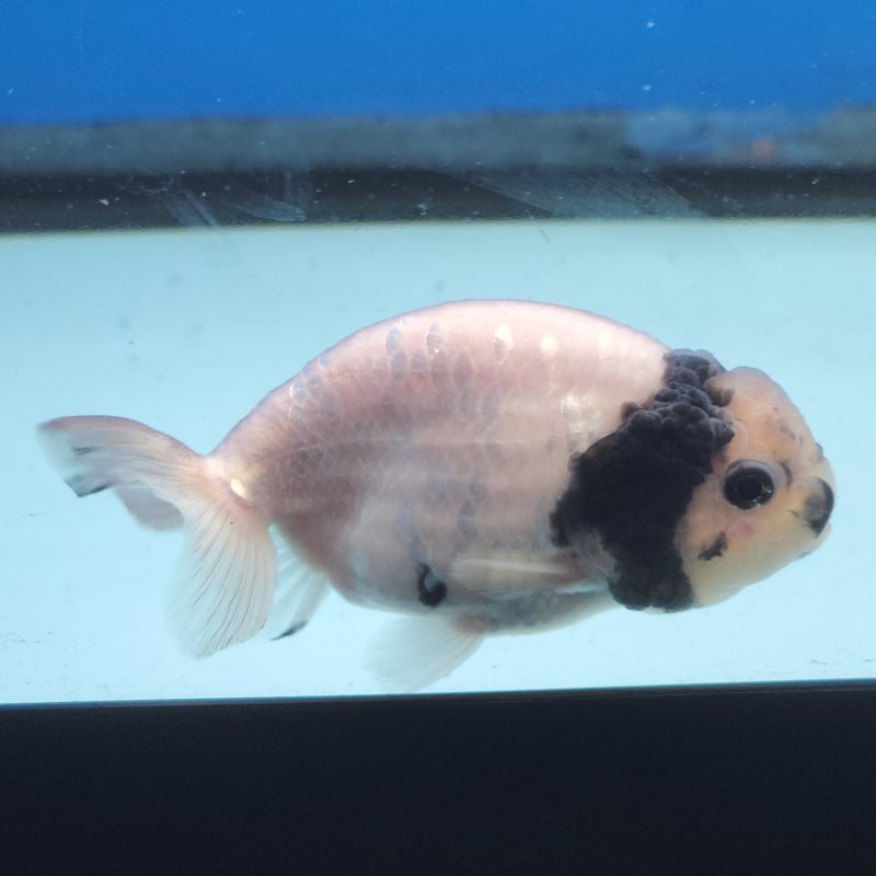 Thai Ranchu White Tiger 2.5in Female (FEB-344)R3A14