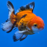 Thai Oranda Apache 2.50" Body male (FEB-749)R2B01