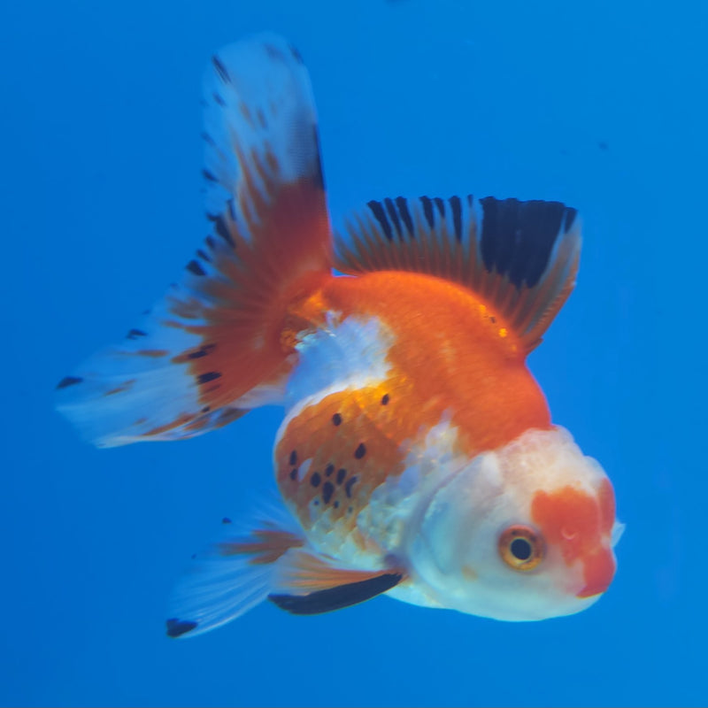 Thai Oranda Tri-Color 3” Female (FEB-256)R3A04
