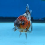 Thai Oranda Calico Shogun Farm 2.5" Body Female 6mths(FEB-581)R3B02