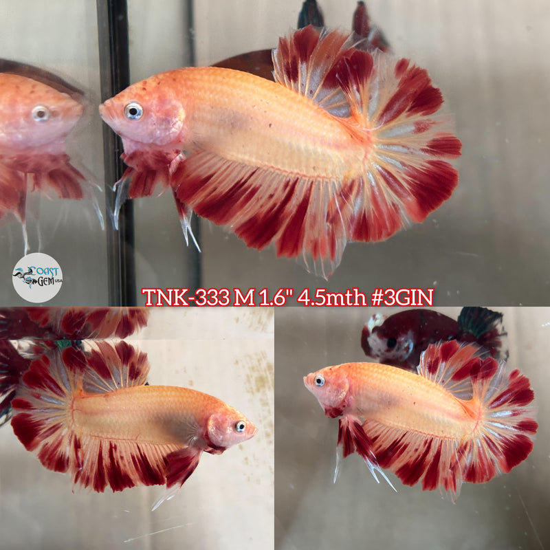 Live Male Betta Orange Armageddon Plakad (TNK-333) High quality what you see what you get!!