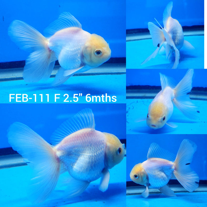 Thai Lemon head Oranda 2.5” Body Female (FEB-111)R3B14