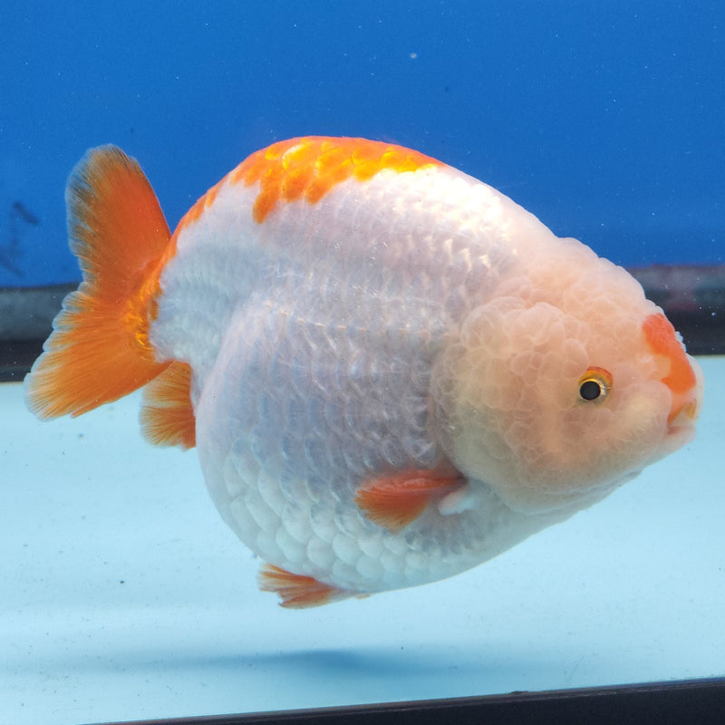 Chinese Ranchu Red & White 3.5” Body Male(FEB-348)R2B13