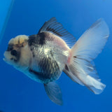 Thai Oranda Lemonhead Panda 3.00" Body Female (FEB-799)R1B03