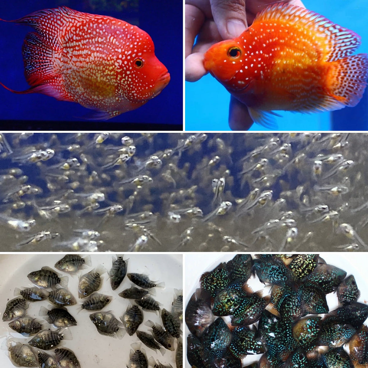 SHORT BODY SUPER RED TEXAS x CRYSTAL RED PARROT FRY 1.00"