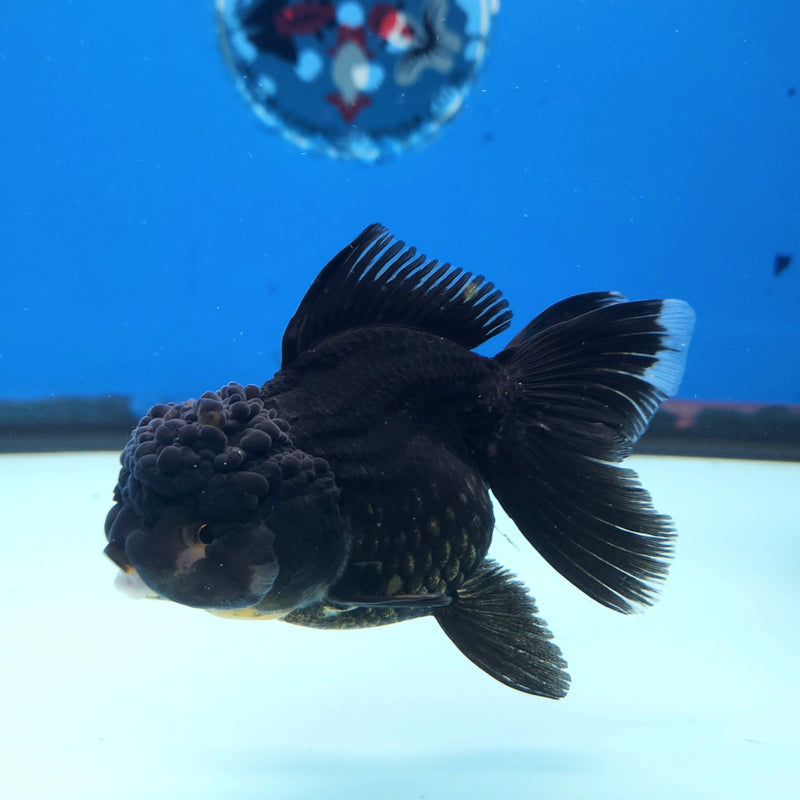 Thai Oranda Panda 3” Female (FEB-251)R3B04
