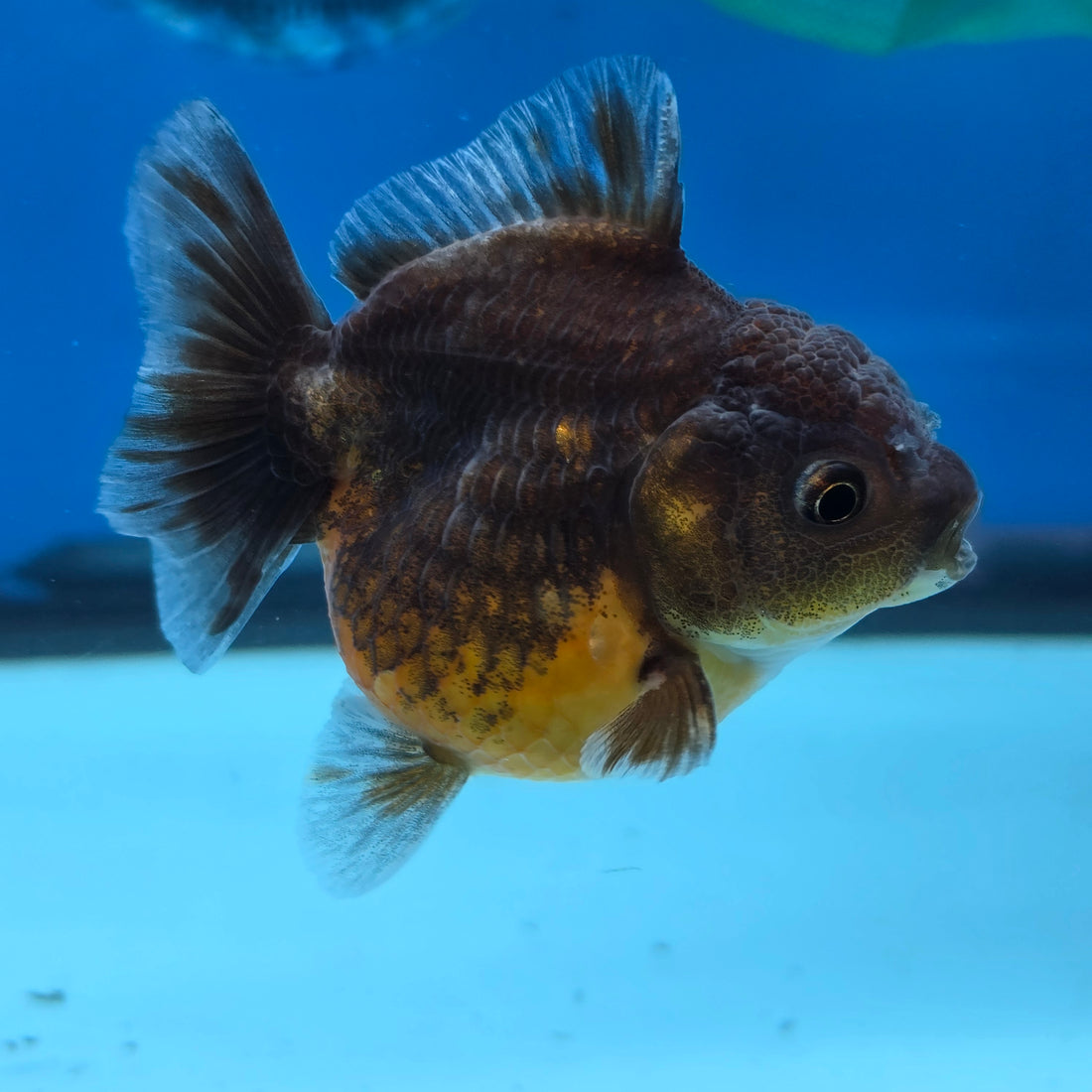 Thai Oranda Bronze Sakura Shogun Farm 2.8" Body Female 6mths(FEB-577)R3B02