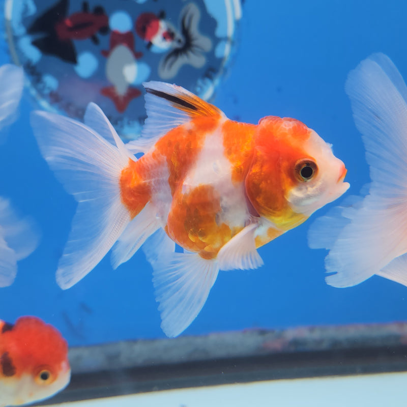 Thai Oranda Red & White Sakura 2” Body Female (FEB-172)R3A08