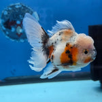 Thai Oranda Lemon Head Calico Shogun Farm 3.5" Body male 8mths(FEB-578A)R3B02