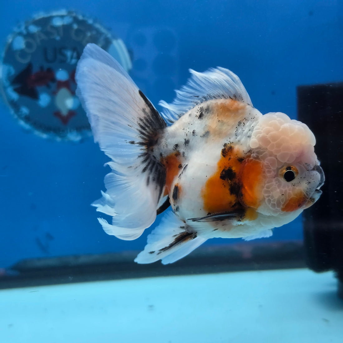 Thai Oranda Lemon Head Calico Shogun Farm 3.5" Body male 8mths(FEB-578A)R3B02