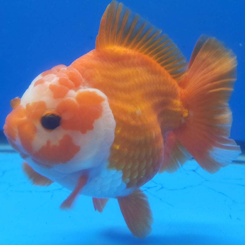 Thai Jumbo Oranda Red & White 4in Female (FEB-234)BLUETUB1