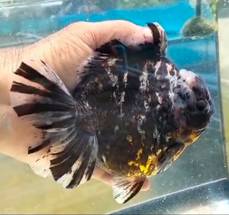 Thai Jumbo Dark Tiger Orchid Tail Oranda by NK THAILAND 5.00 inch Body (NKT-JO2043)