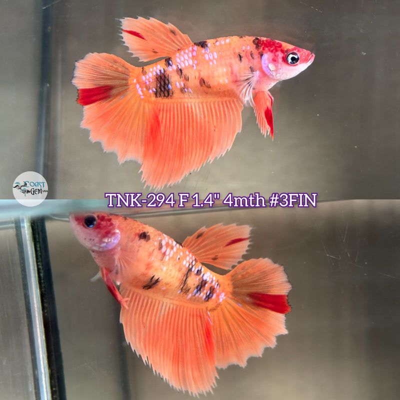 Live Female Betta Nemo Metallic Halfmoon (TNK-294)  High quality what you see what you get!!