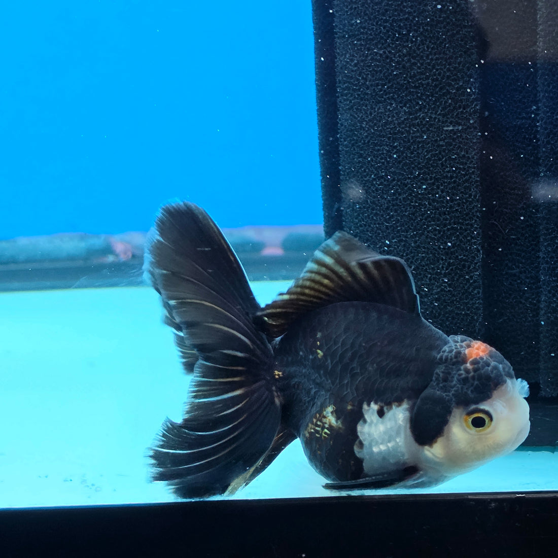 Thai Oranda Panda Tancho Color 2.5 in Body Male (FEB-532)R3A06