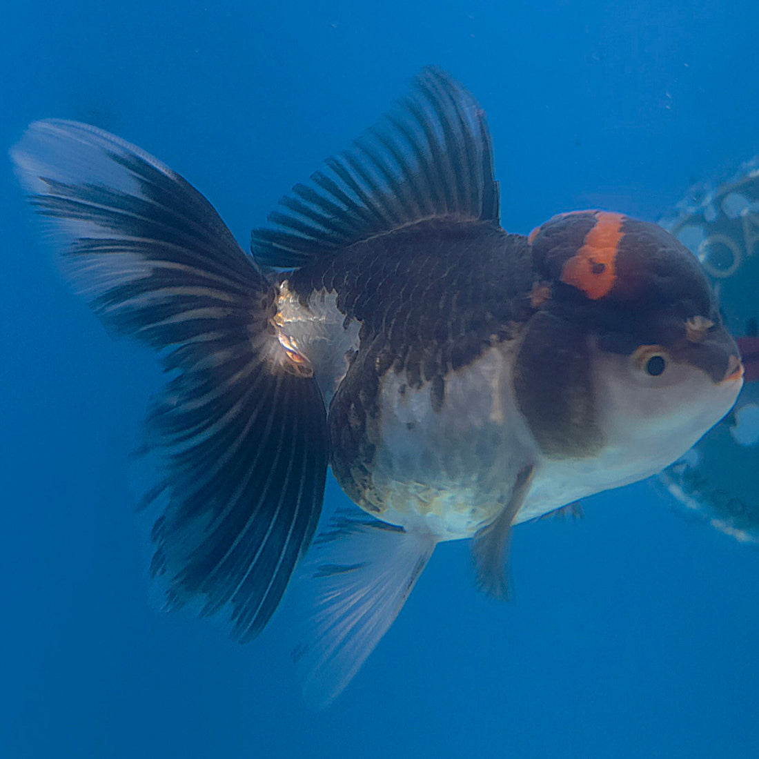 Thai Oranda Red Cap Panda 3.5” Female(FEB-708)R1A07