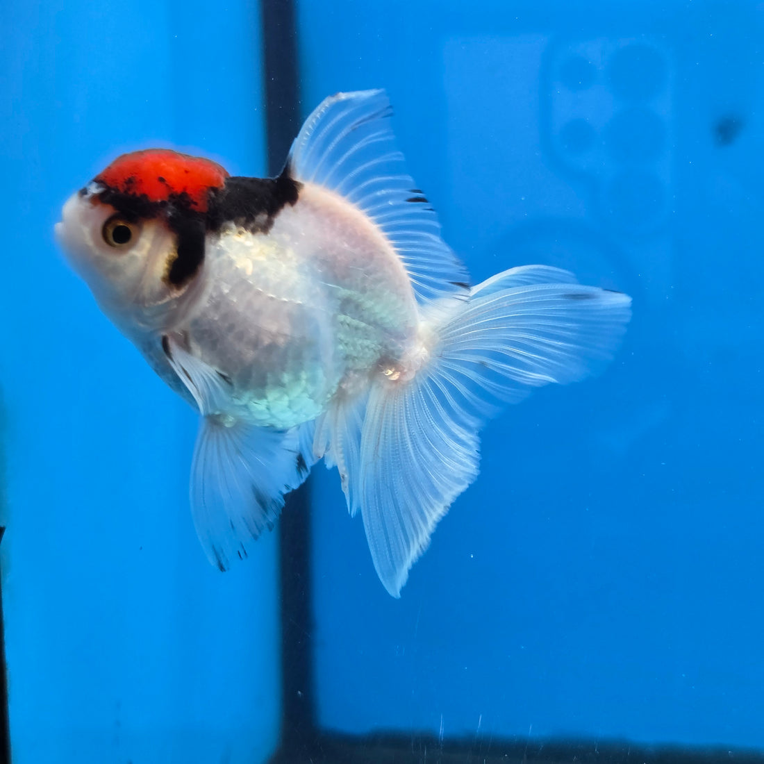 Thai Oranda Red Cap Panda Short body breed 2.5" Body Female 6mths(FEB-564)R3B22