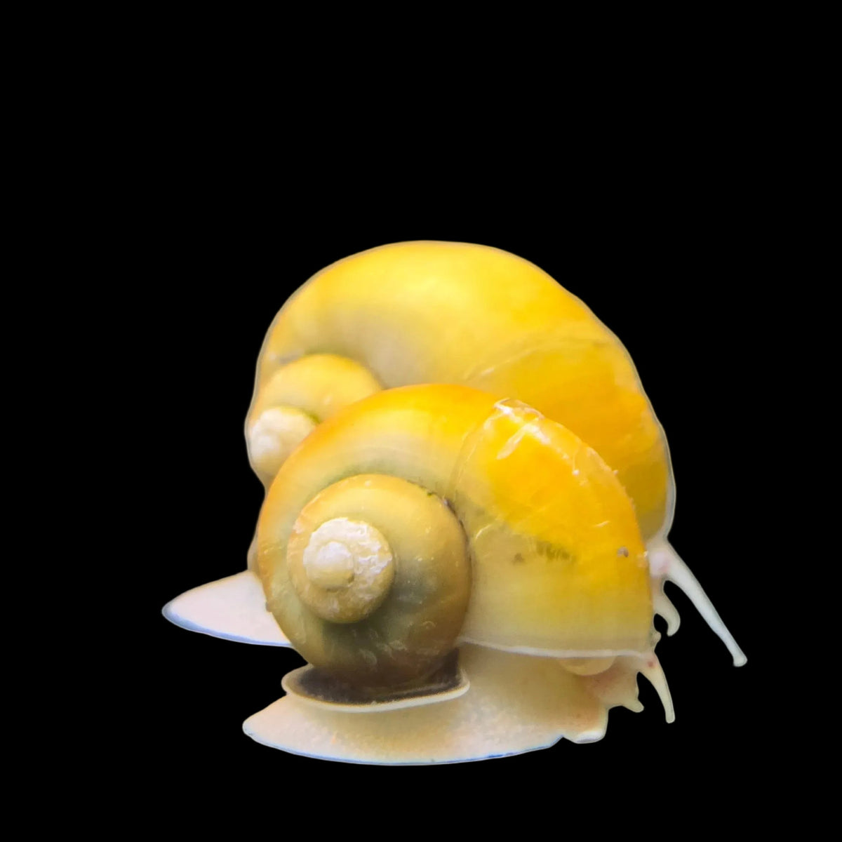 Large Golden Mystery Snails