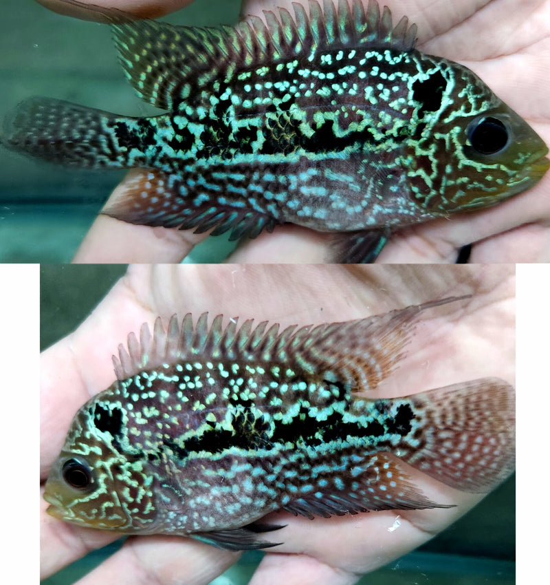 (KF-09)T177 Full Pearl Kamfa 3''