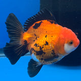 Thai Oranda Apache/Tiger 3.25” Female(FEB-896)R2A09