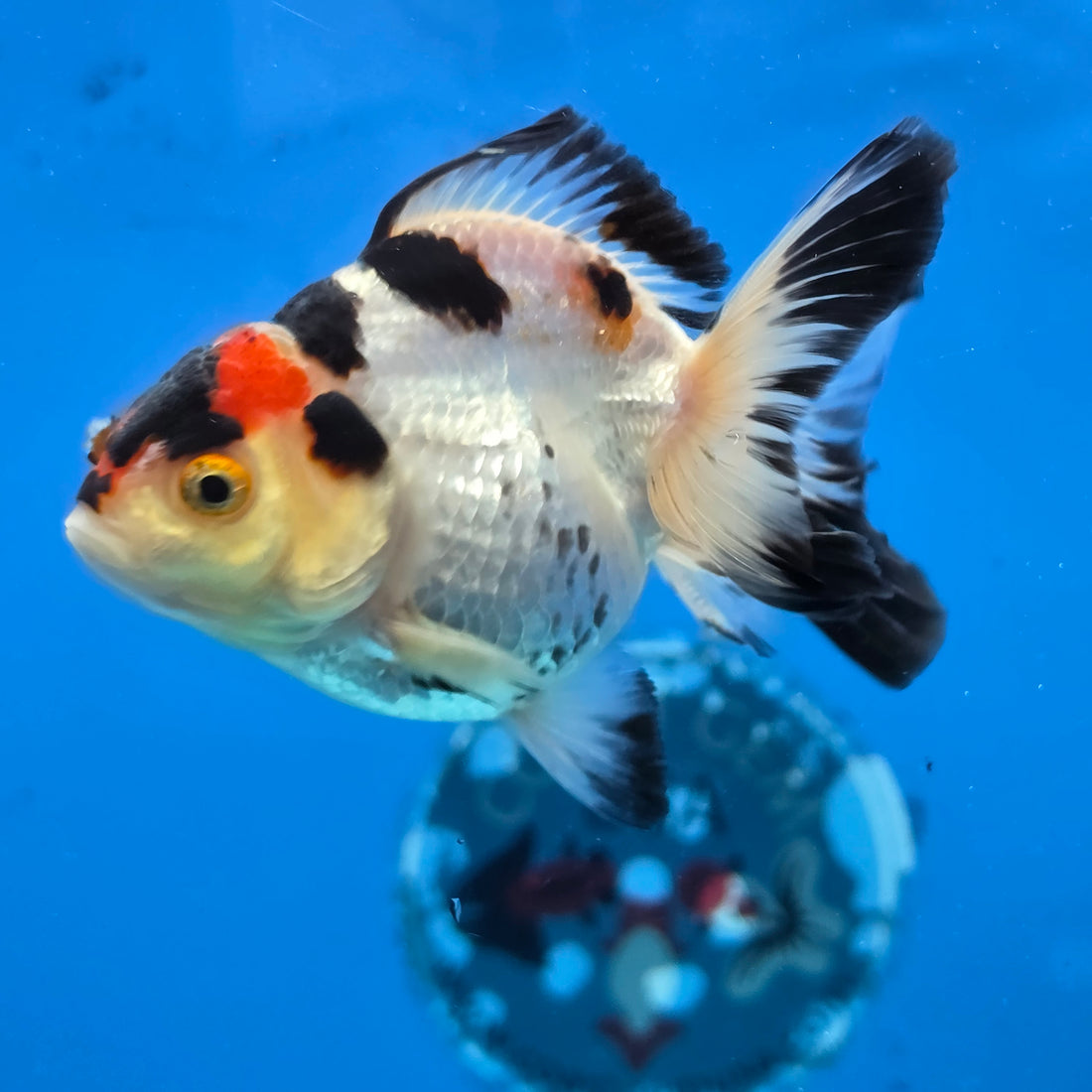 Thai Oranda Tri Color 3 in Body Female (FEB-524)R3A07