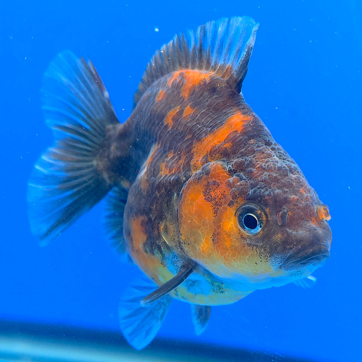 Thai Oranda Calico Sakura Shogun Farm 3" Body Female (FEB-828)R3B19