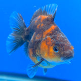 Thai Oranda Calico Sakura Shogun Farm 3" Body Female (FEB-828)R3B19
