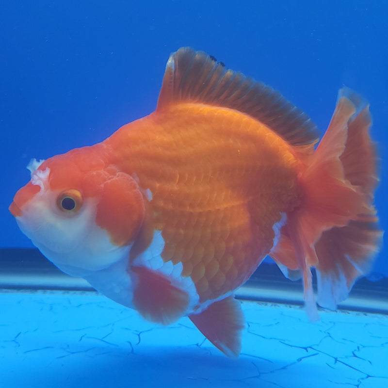 Thai Jumbo Oranda Red & White 4.5in Female (FEB-226)BLUETUB1
