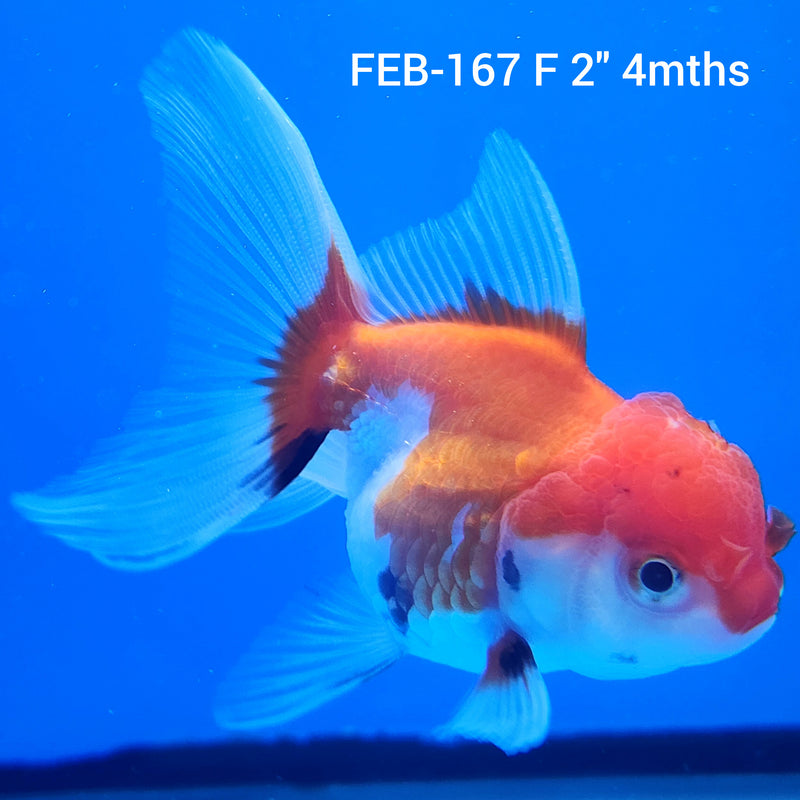 Thai Oranda White & Red 2” Body Female (FEB-167)R3A08