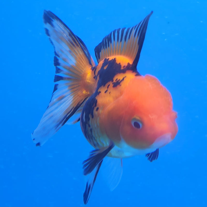 Thai Oranda Tri-Color 2.5in Female (FEB-199)R3B07