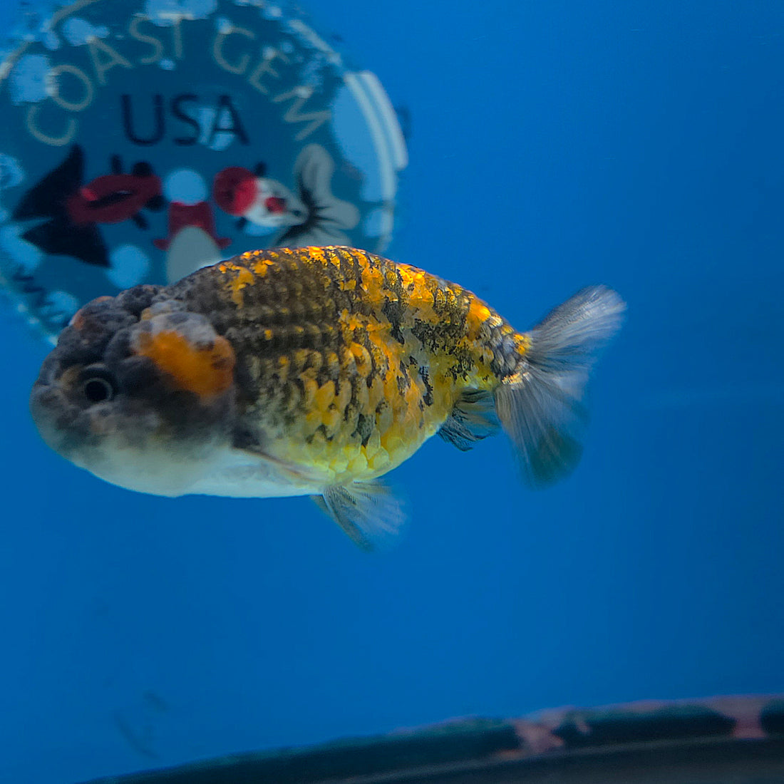 Thai Ranchu Granite 2.5in Female (FEB-701)R3B13